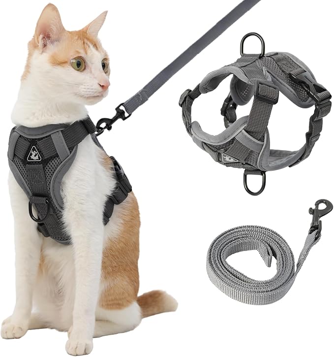 Leash and Harness Organizer Guide for Keeping Dog Walking Gear in Order