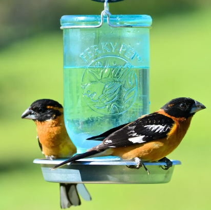 Bird Feeding & Watering Supplies
