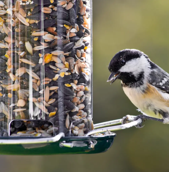 Bird Food