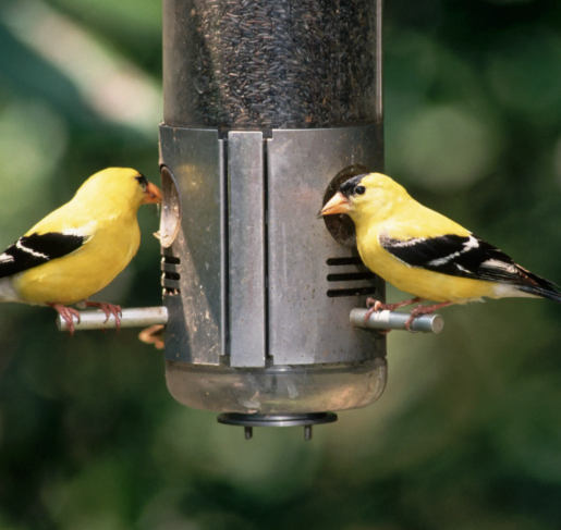 Bird Health Supplies