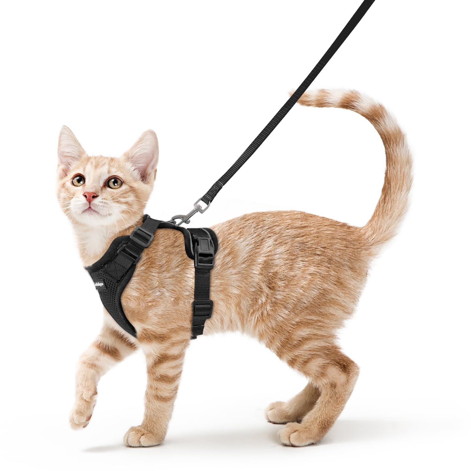 Cat Collars, Harnesses & Leashes