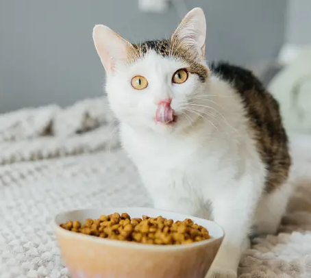 Cat Food