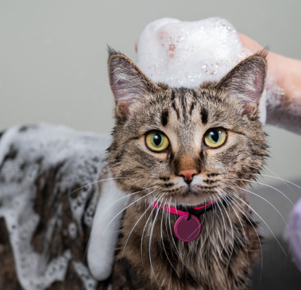 Cat Grooming