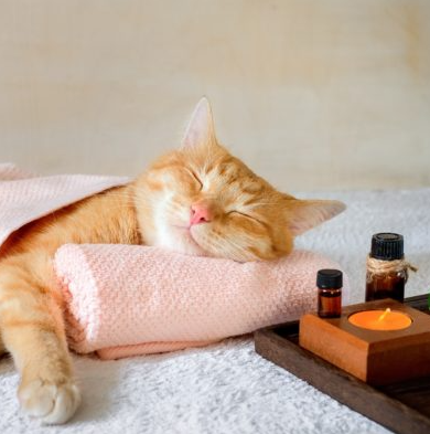 Cat Health Supplies