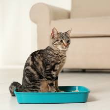 Cat Litter & Housebreaking