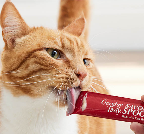 Cat Treats