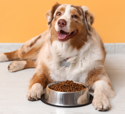 Dog Food