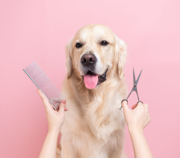 Dog Grooming