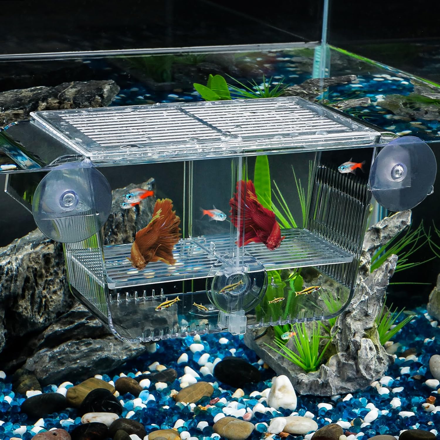 Breeding Tanks