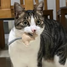 Plush Catnip Mice Toys with Rattle Sound- 2 Pcs Interactive Cat Toys for Indoor Cats, Durable Stress Relief Eco-Friendly Small Mouse Chew Playthings（with Catnip Bag