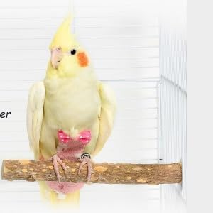 Bird Diaper, Pet Bird Cute Diaper Parrot Diapers Flying Costume Pigeon Pants Reusable Waste Accessories for Parrots Pigeons Pet Supplies (M)