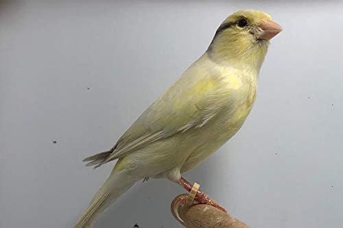 Slip Claw Treatment Rings Bracelets Birds Canary Finch Tropical Birds