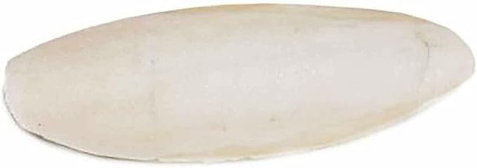 Prevue Pet Products 6 inch Bulk Cuttlebone - 25 per Box with Holder, Large