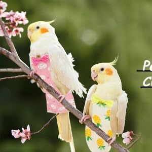 Bird Diaper, Pet Bird Cute Diaper Parrot Diapers Flying Costume Pigeon Pants Reusable Waste Accessories for Parrots Pigeons Pet Supplies (M)