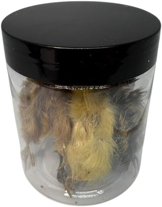 Undique Whole Quail for Carnivore Pets - Premium Quality Natural Pet Treats - Natural Prey Feeding - Freeze-Dried for Essential Nutrients and Enzymes - Quality Protein Source Small Size 5 Count