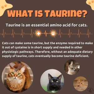 Taurine for Cats - Taurine Powder for All Ages Including Kittens - 144+ Servings - 500mg Supplement - unscented (6oz)