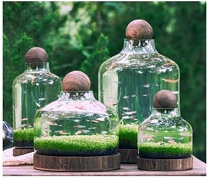 Glass Aquarium Fish Tank Plant Terrarium Bowl Micro Ecological Landscape Self-circulating Plant Vase Desktop Planter Jars Breeder Box, B