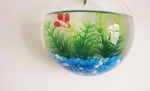 Abyss Pets Wall Mounted Hanging Fish Bowl Aquarium Tank for Gold Fish and Beta Fish, 10"