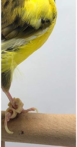 Slip Claw Treatment Rings Bracelets Birds Canary Finch Tropical Birds