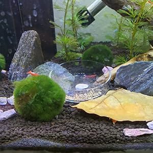 Aquarium Glass Feeder Dish Shrimp Feeding Dish Round Clear Glass Fish Feeder Bowl Fish Tank Food Tray Container Prevent Food Spilling, 60mm
