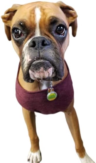 Pet Collar Quote Pendants