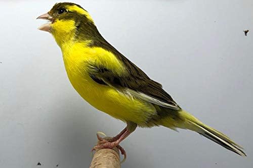 Slip Claw Treatment Rings Bracelets Birds Canary Finch Tropical Birds