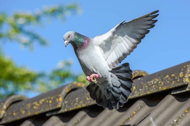 Farmalab Probiotics Extra Strength for Pigeons, 100 Tablets, Immune Support and Digestive Health