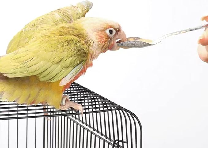 10 PCS Bird Feeder Spoons Stainless Steel Milk Medicine Parrot Feeding Scoops Hand Feeding Spoons for Peony Cockatiel Parrot