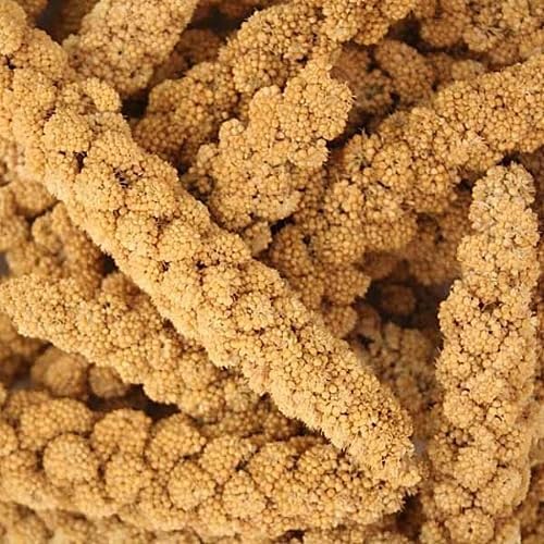 A&E Cage Company - 5lb French Millet Spray - Parakeets, Cockatiels, Lovebirds, Finches, Budgies, Canaries, Cockatoos - Natural & Healthy Millet for Birds