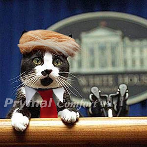 Cat Costume for Halloween, Parties and Pictures