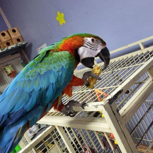 Organic Birdie Bread Mix for Parrots with Bird-Safe Pan, Human-Grade Ingredients, Easy Homemade Parrot Treats for Diet Variety & Enrichment