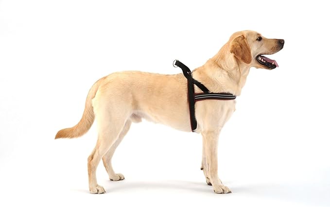 ComfortFlex Sport Dog Harness – No-Choke, Fully Padded, Non-Chafing Harness with Control Handle – Reflective, Lightweight, Adjustable for Active Dogs - Small, Saffron Yellow