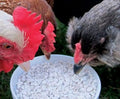 CZ Grain Calcium and Crushed Oyster Shells for Chickens - Grit for Chickens and Ducks (22 Pounds)