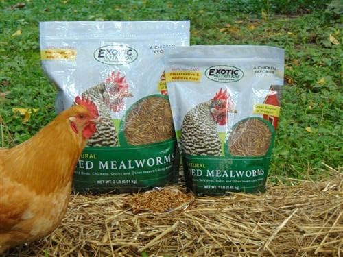 Dried Mealworms - 100% Natural, Non-GMO, High Protein, Bulk Insect Treat for Chicken, Laying Hen, Chick, Wild Bird, Bluebird, Duck, Goose, Turkey, Chickadee, Titmice, Wren, Reptile, Fish (11 lb.)