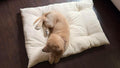 Rectangular Muslin Dog Bed Insert with Raw Cotton Filler, Natural Pet Bed Cushion Insert, Breathable Inner Pillow for Dog Bed Covers (Medium 36"x22"x4")