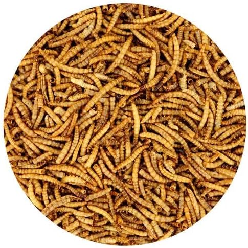 Dried Mealworms - 100% Natural, Non-GMO, High Protein, Bulk Insect Treat for Chicken, Laying Hen, Chick, Wild Bird, Bluebird, Duck, Goose, Turkey, Chickadee, Titmice, Wren, Reptile, Fish (5 lb.)