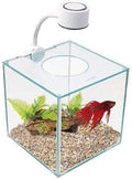 Marina CUBUS Glass Betta Kit – Elegant Glass Aquarium for Homes or Offices