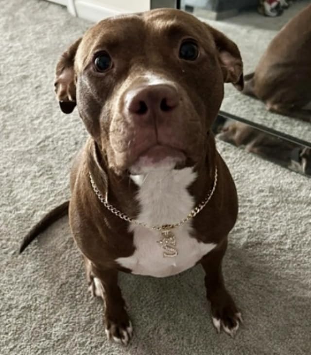 Initial Letter Cuban Chain Dog Chain Pet Chain Pet, Cat, Puppy Necklace (S, 20")