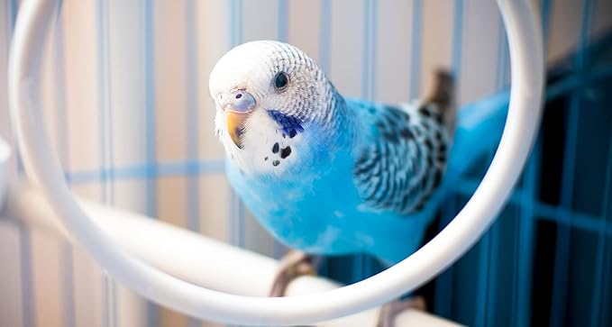 JW Hall Of Mirrors Bird Toy,3.25'' length x 4.25'' width x 1.25'' depth