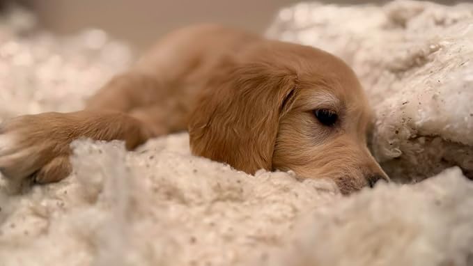 Round Dog Bed Insert Natural – Muslin Cotton Cover with Raw Cotton Filling, Breathable, Plastic-Free, Replacement Cushion (XX Large 50" x 4")