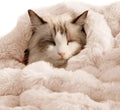 Self-Warming Cat Blanket, Dual-Side Plush Sherpa Throw with Anti-Static, Snuggle Mat for Kittens & Cats, Cozy Bed Topper for Windowsills & Couches, Machine Washable & Dryable, 21x18 Inch White