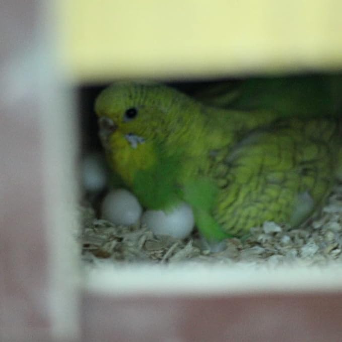 8Pcs Fake Bird Eggs, Stop Egg Laying fit Parrotlet, American Parakeet, Budgie, Diamond-Dove Artificial Eggs 14mm*19mm