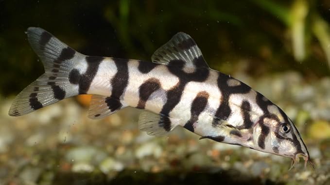 Swimming Creatures 5 PCS Assorted Tropical Fish Combo Pack (Selections from Rasboras, Rainbowfish, Plecos, Corydoras, Catfish, Loaches & More!) Freshwater Aquarium Fish Live