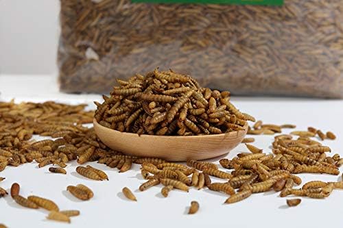 HANDPOINT 20LBS Black Soldier Fly Larvae Superior to Dried Mealworms for Chickens - Non-GMO - Treats for Birds Chickens Hedgehog Hamster Fish Reptile Turtles (20LB)