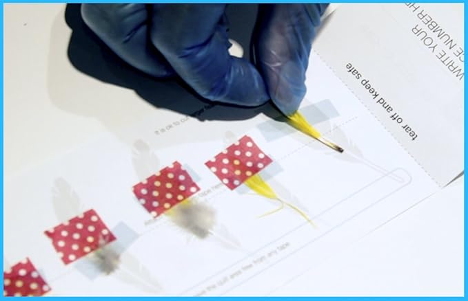 Parrot DNA Gender Test – Bird Sexing Kit for African Grey, Macaw, Budgerigar, Lovebird, Cockatoo, Indian Ringneck. Avian Gender Reveal. Trusted lab Service Based in The USA