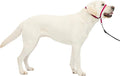 PetSafe Gentle Leader Headcollar No-Pull Dog Collar - Helps Improve Walks - Durable Nylon Construction - Padded Nose Loop - Adjustable Fit - Comfort Walking Halter - Large, Raspberry Pink
