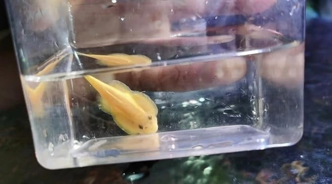 Extremely RareHillstream Loach Algae Eater Full Gold 24k VIP