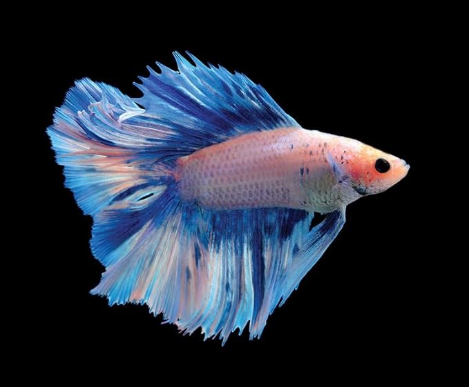 A Lot'l Axolotls Tropical Fish Flakes - Colour Enhancing - High Protein - Staple Food - 60g / 2 Oz