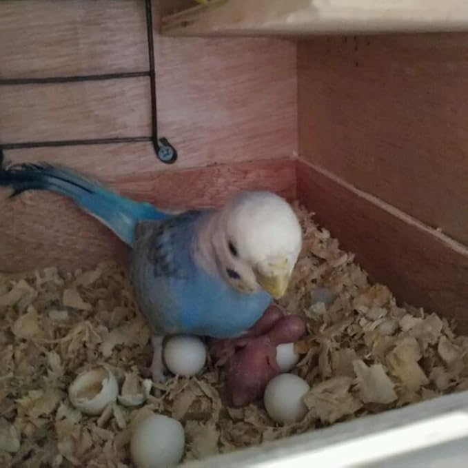 8Pcs Fake Bird Eggs, Stop Egg Laying fit Parrotlet, American Parakeet, Budgie, Diamond-Dove Artificial Eggs 14mm*19mm