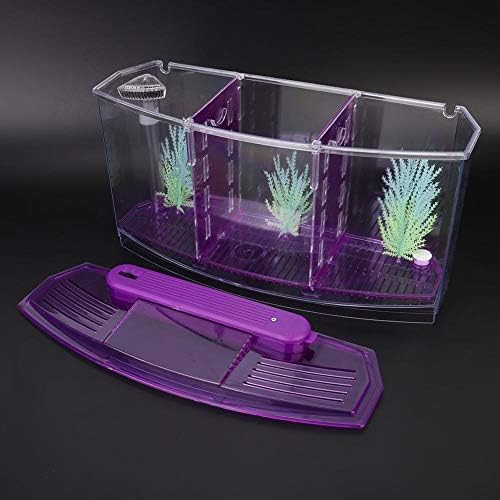 Mini Fish Box, Plastic Aquarium Isolation Box Acrylic Breeding Hatchery Small Fishes Incubator Mini Fish with Three Divisions and LED Light(Purple)